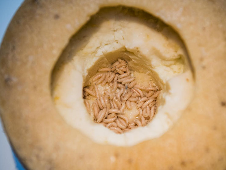 15. Casu Marzu

Sẽ thật thiếu s&oacute;t nếu loại pho m&aacute;t gi&ograve;i n&agrave;y kh&ocirc;ng nằm trong danh s&aacute;ch những m&oacute;n ăn kinh dị nhất thế giới. Đ&acirc;y l&agrave; m&oacute;n ăn truyền thống của người Sardinia, được l&agrave;m từ sữa cừu, c&oacute; chứa gi&ograve;i b&ecirc;n trong. Những&nbsp;con gi&ograve;i&nbsp;nhỏ ngọ nguậy được cho l&agrave; c&oacute; t&aacute;c dụng tăng th&ecirc;m hương vị, nhưng ch&uacute;ng dễ b&uacute;ng l&ecirc;n khi hoảng sợ. Khi ăn bạn cần cẩn thận để gi&ograve;i kh&ocirc;ng b&uacute;ng v&agrave;o mắt.