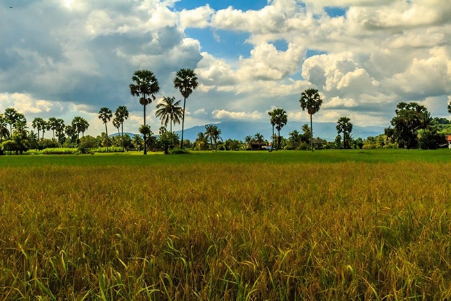Ở Kampot kh&ocirc;ng c&oacute; nhiều hoạt động, nhưng c&oacute; nhiều điều bạn c&oacute; thể kh&aacute;m ph&aacute; ở v&ugrave;ng n&ocirc;ng th&ocirc;n xung quanh.&nbsp;
