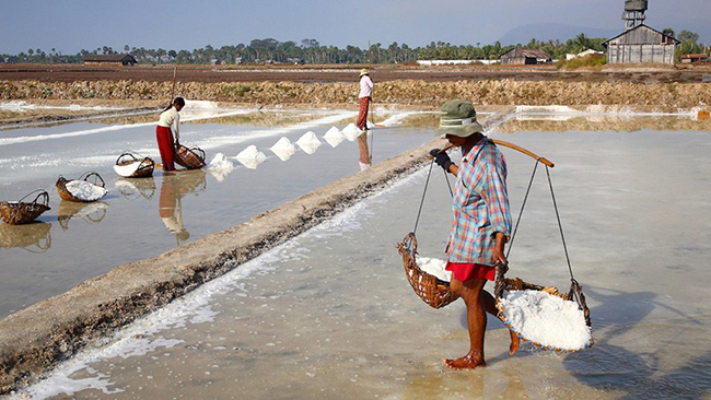 Kampot cũng l&agrave; nơi sản xuất muối v&agrave; hạt ti&ecirc;u. C&aacute;c c&aacute;nh đồng muối ở ngay b&ecirc;n ngo&agrave;i thị trấn. Nước muối từ biển c&aacute;ch đ&oacute; 5 km được đưa v&agrave;o c&aacute;c c&aacute;nh đồng muối v&agrave; sấy kh&ocirc; cho đến khi c&aacute;c tinh thể muối h&igrave;nh th&agrave;nh. C&aacute;nh đồng muối sẽ trở th&agrave;nh một cảnh đẹp khi b&igrave;nh minh.
