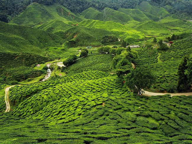 C&aacute;c đồn điền ch&egrave; Assam ở đ&ocirc;ng bắc Ấn Độ với những c&aacute;nh đồng ch&egrave; xanh mướt tưởng như trải d&agrave;i bất tận.
