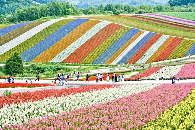 M&ugrave;a h&egrave; từ th&aacute;ng 6 đến th&aacute;ng 8 l&agrave; giai đoạn thời tiết kh&aacute; nắng n&oacute;ng, mưa nhiều. Bạn c&oacute; thể c&acirc;n nhắc tham gia một số lễ hội như bắn ph&aacute;o hoa, leo n&uacute;i Ph&uacute; Sĩ. M&ugrave;a h&egrave; l&agrave; thời điểm tuyệt vời để đến thăm Sapporo, Hokkaido
