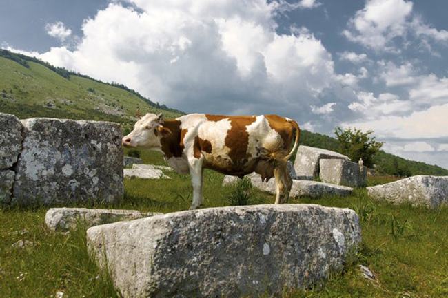 Nghĩa địa thời Trung cổ Stećci, Bosnia v&agrave; Herzegovina, Croatia, Montenegro v&agrave; Serbia: Khu vực n&agrave;y kết hợp khoảng 30 địa điểm tr&ecirc;n một số quốc gia, tất cả đều c&oacute; c&aacute;c bia mộ thời Trung cổ đặc biệt n&agrave;y được gọi l&agrave; stećci. Những nghĩa trang n&agrave;y c&oacute; từ những năm 1100 chủ yếu được chạm khắc từ đ&aacute; v&ocirc;i.
