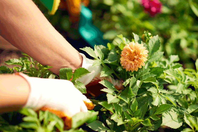 8. T&iacute;ch cực l&agrave;m vườn: Kết nối với thi&ecirc;n nhi&ecirc;n l&agrave; một c&aacute;ch hiệu quả để duy tr&igrave; lối sống b&igrave;nh tĩnh v&agrave; tăng cường hệ thống miễn dịch để c&oacute; thể chống lại c&aacute;c tế b&agrave;o ung thư. Điều n&agrave;y cũng gi&uacute;p giải tỏa căng thẳng một c&aacute;ch hiệu quả.
