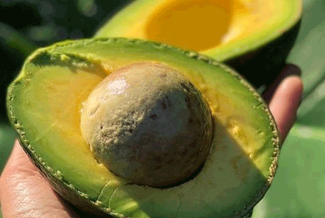 12. Quả bơ c&oacute; nhiều chất b&eacute;o l&agrave;nh mạnh, v&agrave; nghi&ecirc;n cứu đ&atilde; chỉ ra rằng, ch&uacute;ng c&oacute; chứa c&aacute;c h&oacute;a chất c&oacute; thể l&agrave;m chậm tổn thương gan. Bơ cũng gi&agrave;u chất xơ, c&oacute; thể gi&uacute;p kiểm so&aacute;t c&acirc;n nặng hiệu quả.
