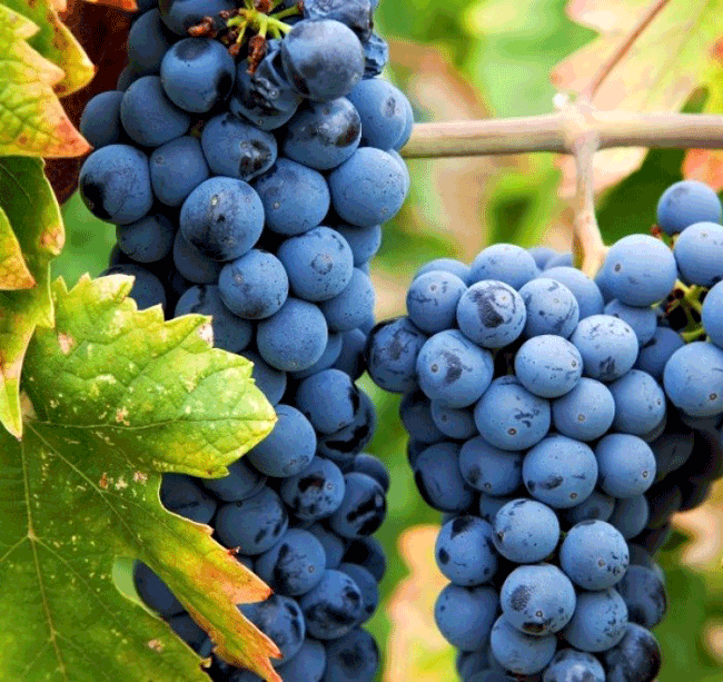 6. Nho, đặc biệt l&agrave; hạt nho rất tốt cho sức khỏe của gan. Một nghi&ecirc;n cứu được c&ocirc;ng bố tr&ecirc;n Tạp ch&iacute; Gastroenterology cho thấy, những người sử dụng chiết xuất hạt nho chỉ trong 3 th&aacute;ng đ&atilde; thấy sự cải thiện trong bệnh gan nhiễm mỡ kh&ocirc;ng do rượu. Nho đỏ v&agrave; t&iacute;m cũng c&oacute;&nbsp; đặc t&iacute;nh chống vi&ecirc;m c&oacute; thể l&agrave;m giảm sưng ở gan.
