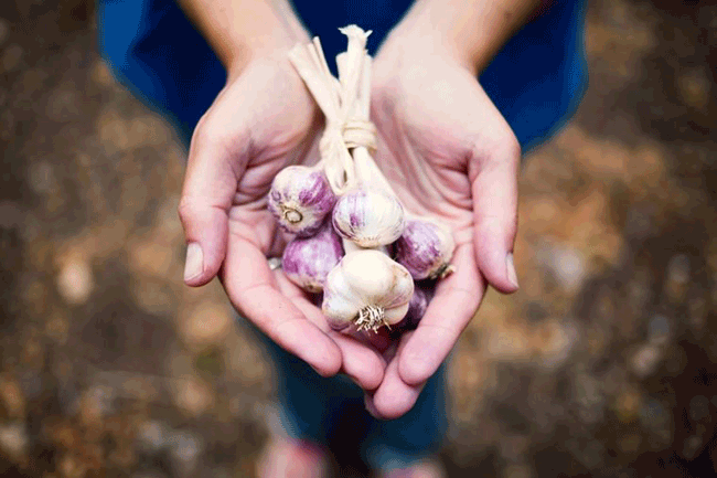 5. Ăn nhiều tỏi: Tỏi chứa c&aacute;c hợp chất lưu huỳnh allyl c&oacute; thể k&iacute;ch th&iacute;ch sự bảo vệ tự nhi&ecirc;n của hệ thống miễn dịch chống lại ung thư v&agrave; c&oacute; khả năng gi&uacute;p cơ thể tho&aacute;t khỏi c&aacute;c h&oacute;a chất g&acirc;y ung thư. Một nghi&ecirc;n cứu cho thấy, những phụ nữ thường xuy&ecirc;n ăn tỏi c&oacute; nguy cơ mắc ung thư ruột kết thấp hơn 50% so với những phụ nữ itr ăn loại củ n&agrave;y.
