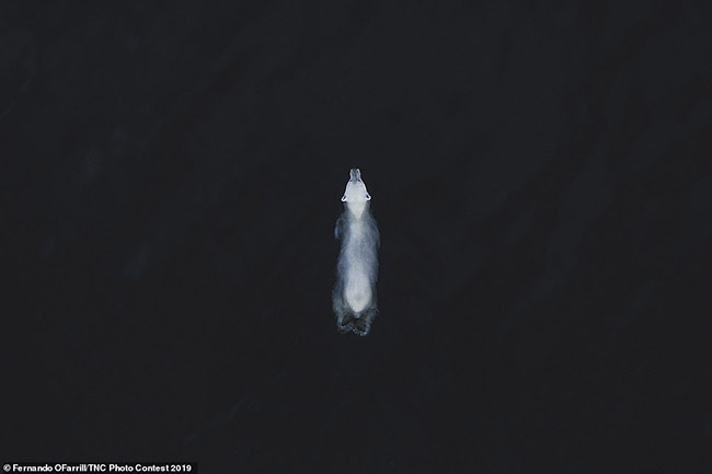 5. H&igrave;nh ảnh một con gấu Bắc cực ở Svalbard, Na Uy, được chụp bởi Fernando O'Farrill. Đ&oacute; l&agrave; h&igrave;nh ảnh chiến thắng trong hạng mục động vật hoang d&atilde;.
