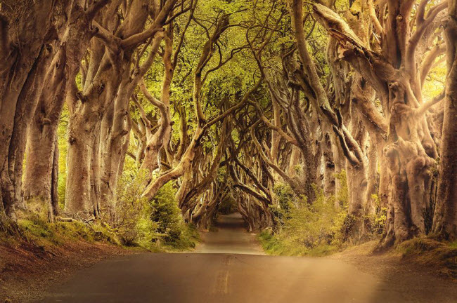 Dark Hedges, Bắc Ireland: Dark Hedges nằm dọc tr&ecirc;n một con đường nhỏ y&ecirc;n tĩnh Bregagh, gần ng&ocirc;i l&agrave;ng Armoy ở Bắc Ireland. Con đường đẹp ma mị n&agrave;y được bảo vệ bởi h&agrave;ng c&acirc;y sồi dọc hai b&ecirc;n do gia đ&igrave;nh Stuart trồng v&agrave;o những năm 1750.
