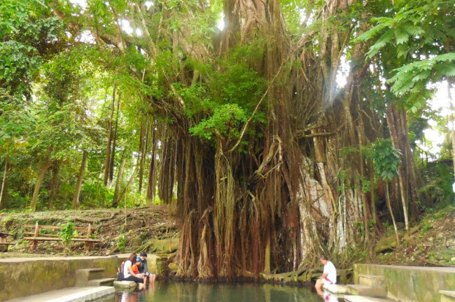 C&acirc;y bồ đề, Siquijor, Philippines: C&acirc;y bồ đề hơn 400 năm tuổi ở tỉnh Siquijor được cho l&agrave; rất linh thi&ecirc;ng. Du kh&aacute;ch v&agrave; người d&acirc;n địa phương thường ng&acirc;m ch&acirc;n dưới d&ograve;ng suối gần gốc c&acirc;y đề v&igrave; nơi đ&acirc;y c&oacute; nhiều c&aacute; rỉa ch&acirc;n.
