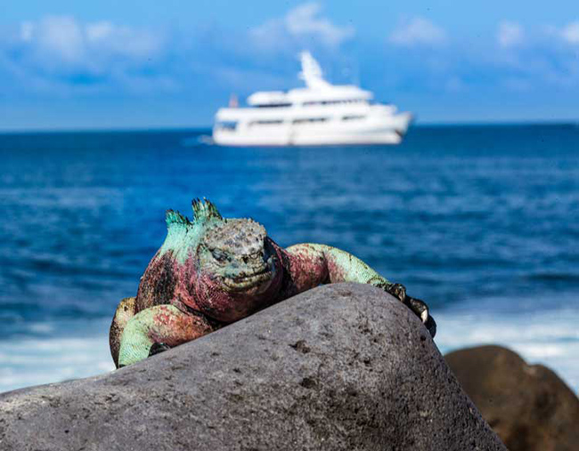 Quần đảo Galapagos: Quần đảo Galapagos được biết đến với một số lo&agrave;i động vật hoang d&atilde; đặc hữu, nhưng cũng c&oacute; những b&atilde;i biển đẹp v&agrave; nhiều hoạt động dưới nước. C&aacute;c hoạt động phổ biến nhất l&agrave; lặn với ống thở, ch&egrave;o thuyền kayak v&agrave; lặn biển.&nbsp;
