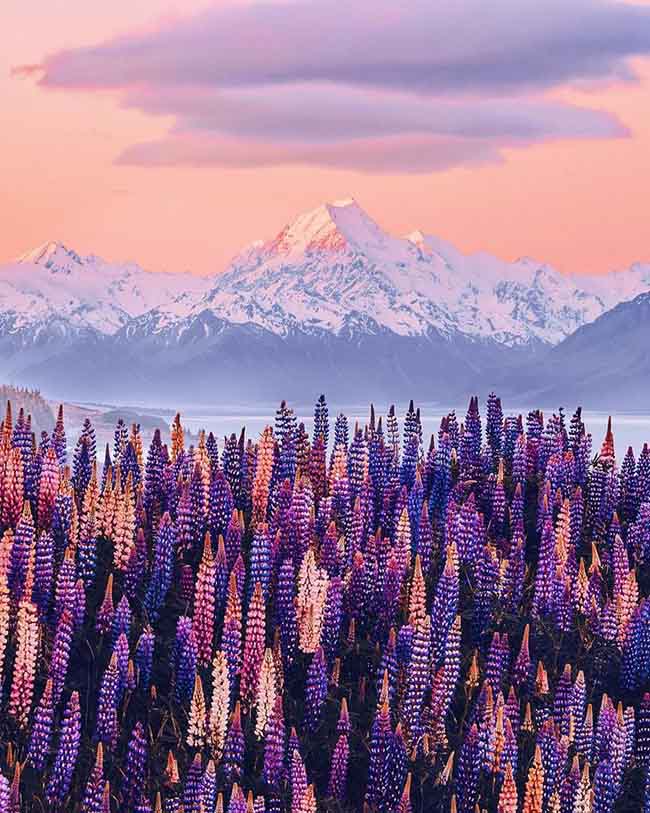 10. Khung cảnh ở hồ Pukaki, New Zealand l&uacute;c n&agrave;o cũng đẹp ng&acirc;y ngất nhưng đoạn đường đến đ&acirc;y kh&ocirc;ng hề dễ d&agrave;ng.
