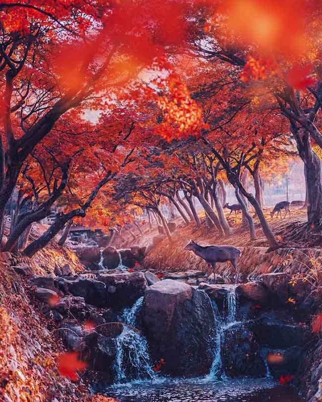 14. B&ecirc;n trong c&ocirc;ng vi&ecirc;n ở Kyoto, Nhật Bản.
