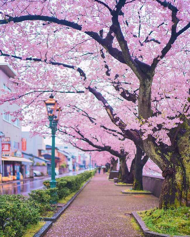 2. Khung cảnh hoa anh đ&agrave;o nở rộ tuyệt đẹp ở Kanazawa, Ishikawa, Nhật Bản.
