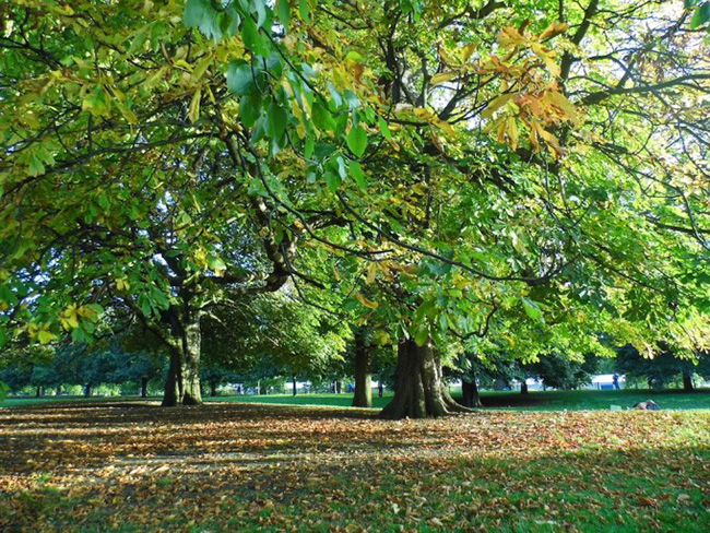 C&ocirc;ng vi&ecirc;n Hyde, London, Anh: C&ocirc;ng vi&ecirc;n Hyde nh&igrave;n ra những khu vực nổi tiếng ở London, từ cung điện Buckingham đến th&aacute;p đồng hồ Big Ben. C&ocirc;ng vi&ecirc;n c&oacute; một hồ nước đầy thi&ecirc;n nga, qu&aacute;n c&agrave; ph&ecirc; xinh đẹp... C&ocirc;ng vi&ecirc;n Hyde cũng l&agrave; một trong những biểu tượng của th&agrave;nh phố n&agrave;y, l&agrave; điểm đến kh&ocirc;ng thể bỏ qua khi tới London.
