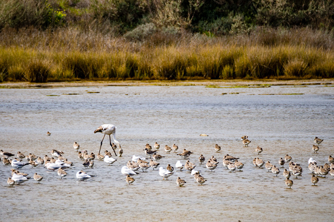 Ria Formosa, Bồ Đ&agrave;o Nha: Hệ thống đảo Ria Formosa ở ph&iacute;a nam Bồ Đ&agrave;o Nha được biết đến với nhiều lo&agrave;i động vật hoang d&atilde; phong ph&uacute;, đặc biệt l&agrave; c&aacute;c lo&agrave;i chim. C&aacute;c h&ograve;n đảo li&ecirc;n tục định h&igrave;nh lại với sự trợ gi&uacute;p của gi&oacute;, d&ograve;ng chảy v&agrave; thủy triều xung quanh.&nbsp;
