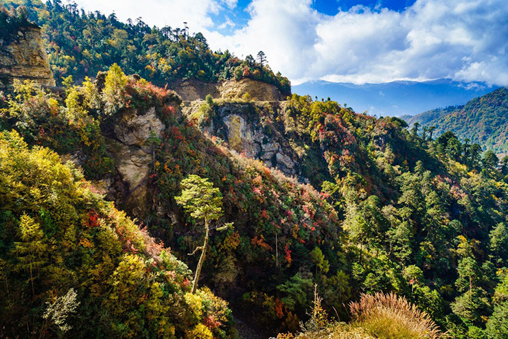 Thi&ecirc;n nhi&ecirc;n tươi đẹp: Những con đường m&ograve;n ở Bhutan nằm trong những con đường đẹp nhất tr&ecirc;n thế giới v&iacute; dụ như đường bộ ở Thung lũng Gangtey, nơi c&oacute; khu rừng rậm rạp tươi tốt v&agrave; nhiều lo&agrave;i động vật qu&yacute; hiếm như&nbsp;b&aacute;o tuyết, hổ Bengal, từ gấu tr&uacute;c c&oacute; m&agrave;u kỳ lạ đến t&ecirc; gi&aacute;c một sừng.

