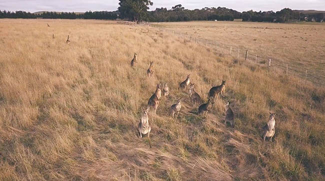 17.Sunbury, &Uacute;c

Sunbury c&oacute; nhiều t&ograve;a nh&agrave;, nh&agrave; m&aacute;y rượu vang v&agrave; vườn nho c&oacute; từ thời Victoria. Ngo&agrave;i ra nơi n&agrave;y cũng c&oacute; nhiều động vật v&agrave; thực vật hoang d&atilde;.
