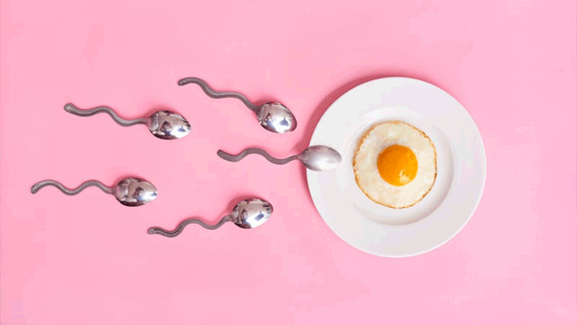 3. Có khoảng 15 triệu tinh trùng được phóng ra mỗi lần xuất tinh. Mặc dù số lượng lớn tinh trùng lớn được giải phóng như vậy như số lượng về đích rất thấp (thông thường chỉ 1 đến 2 tinh trùng về đích).