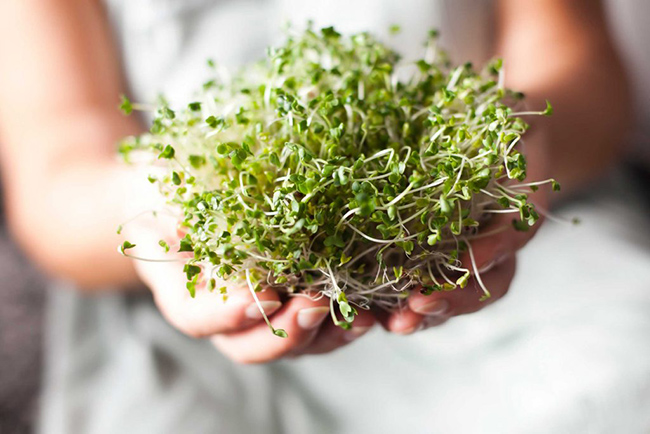 12. Rau mầm rất gi&agrave;u sulforaphane, một trong những hợp chất chống ung thư mạnh nhất c&oacute; trong tự nhi&ecirc;n. Rau mầm c&oacute; thể chứa sulforaphane gấp 50 lần so với l&aacute; rau khi trưởng th&agrave;nh.