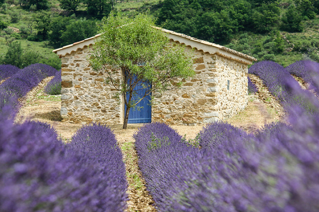 17. Provence, Ph&aacute;p

Valensole sẽ cho du kh&aacute;ch một buổi chụp h&igrave;nh tr&ecirc;n c&aacute;nh đồng hoa oải hương tr&ecirc;n cả tuyệt vời.