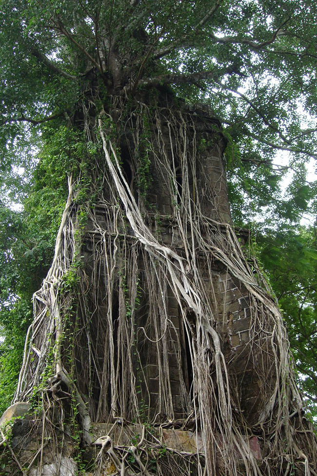 Đảo Ross, Ấn Độ: Nằm ở Nam Andaman, Ấn Độ, h&ograve;n đảo bị bỏ hoang n&agrave;y với c&acirc;y cối ph&aacute;t triển rậm rạp mang một vẻ đẹp hoang d&atilde; tuyệt vời.&nbsp;