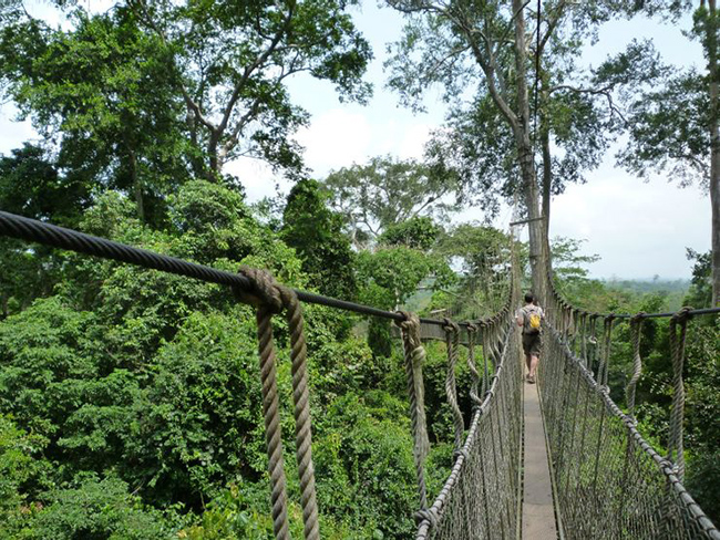 Canopy Walk- Assin South, Ghana: C&acirc;y cầu được h&igrave;nh th&agrave;nh để thu h&uacute;t du lịch sinh th&aacute;i. N&oacute; lơ lửng cao gần 40m tr&ecirc;n khu rừng&nbsp;v&agrave; được hỗ trợ bởi cả c&acirc;y cối v&agrave; lưới an to&agrave;n.