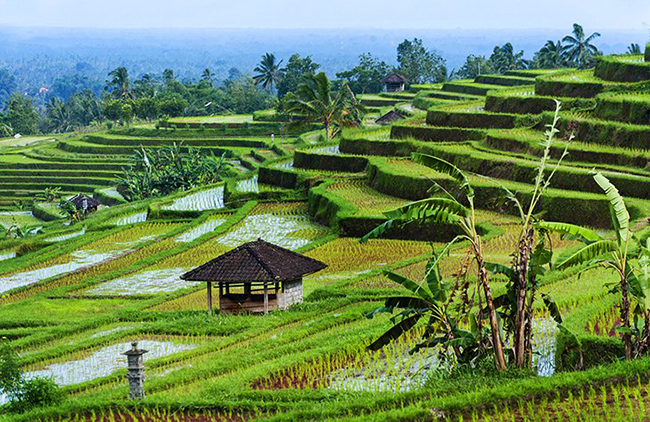 C&aacute;nh đồng l&uacute;a Jatiluwih, Bali: Những ruộng bậc thang của C&aacute;nh đồng l&uacute;a Jatiluwih tươi tốt v&agrave; tr&agrave;n đầy sức sống đến mức ch&uacute;ng đ&atilde; được UNESCO c&ocirc;ng nhận l&agrave; Cảnh quan Văn h&oacute;a như một phần của Hệ thống Subak của Bali.
