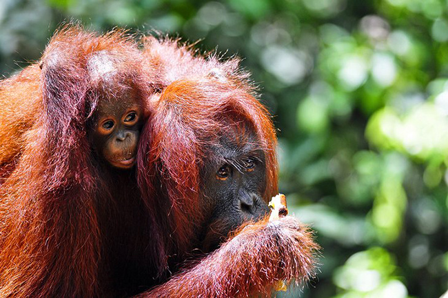 Đười ươi Borneo: Sẽ kh&ocirc;ng c&oacute; chuyến đi n&agrave;o đến Indonesia ho&agrave;n hảo nếu kh&ocirc;ng nh&igrave;n thấy một số con đười ươi, v&agrave; Borneo l&agrave; một nơi tuyệt vời để thăm những sinh vật tuyệt đẹp v&agrave; c&oacute; nguy cơ tuyệt chủng n&agrave;y.
