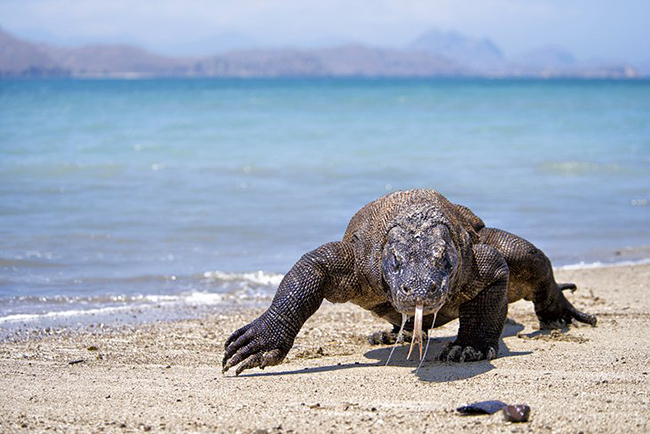 Vườn quốc gia Komodo: C&ocirc;ng vi&ecirc;n Quốc gia Komodo, một Di sản Thế giới được UNESCO c&ocirc;ng nhận, bao gồm 5 h&ograve;n đảo ch&iacute;nh v&agrave; một số h&ograve;n đảo nhỏ hơn, cũng như c&aacute;c khu vực biển xung quanh.&nbsp;
