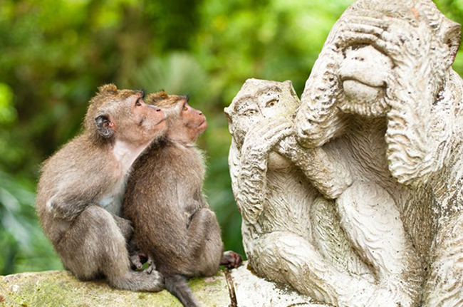 Rừng khỉ linh thi&ecirc;ng, Ubud: Ubud l&agrave; trung t&acirc;m văn h&oacute;a của Bali, đến đ&acirc;y bạn sẽ t&igrave;m thấy Rừng Khỉ Thi&ecirc;ng, một kh&ocirc;ng gian thanh b&igrave;nh, nơi bạn c&oacute; thể cảm nhận được vẻ uy nghi&ecirc;m cổ k&iacute;nh của h&ograve;n đảo.
