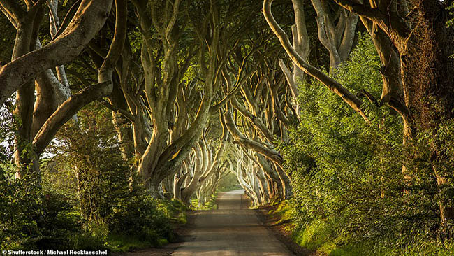 1.The Dark Hedges

Nằm ở County Antrim, con đường y&ecirc;n tĩnh v&agrave; biệt lập n&agrave;y được bao quanh bởi những c&acirc;y sồi gi&agrave;, khiến người xem c&oacute; cảm gi&aacute;c như trong một cuốn truyện cổ t&iacute;ch n&agrave;o đ&oacute;.
