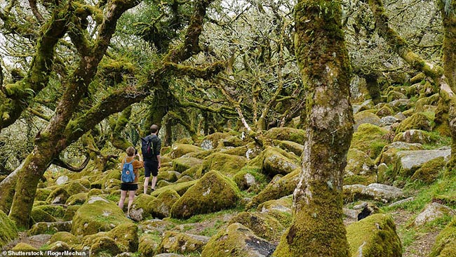 8. Wistman&rsquo;s Wood

Những tảng đ&aacute; granit cổ xưa ngập trong r&ecirc;u v&agrave; được bao quanh bởi những c&acirc;y cổ thụ sẽ mang tới cho du kh&aacute;ch một cảm gi&aacute;c rất phấn kh&iacute;ch.
