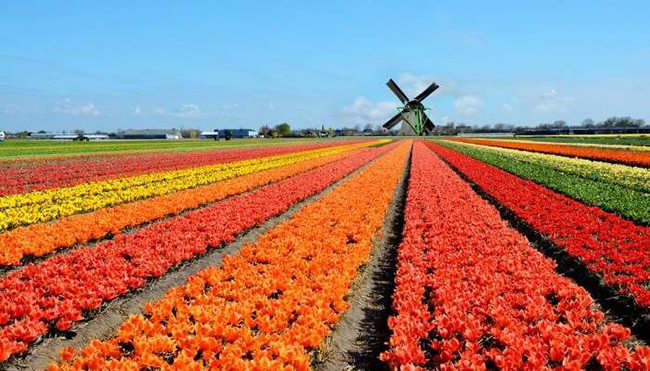 C&ocirc;ng vi&ecirc;n Keukenhof ở H&agrave; Lan l&agrave; một v&ugrave;ng đất&nbsp;rộng lớn được bao phủ bởi khoảng 7 triệu b&ocirc;ng hoa rực rỡ sẽ khiến du kh&aacute;ch say m&ecirc; ngay từ c&aacute;i nh&igrave;n đầu ti&ecirc;n.&nbsp;
