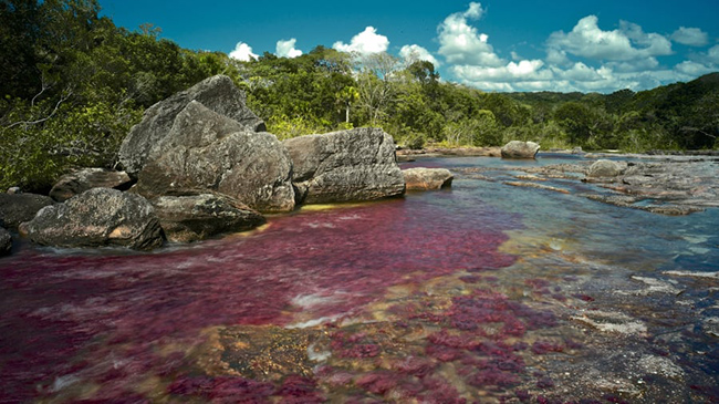 Cano Cristales, Colombia: Thường được gọi l&agrave; "D&ograve;ng s&ocirc;ng ngũ sắc", v&ugrave;ng nước của Cano Cristales trở n&ecirc;n&nbsp;rực rỡ giữa m&ugrave;a mưa v&agrave; m&ugrave;a kh&ocirc; của Colombia.
