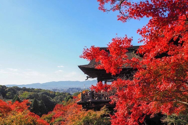 Kiyomizu-Dera l&agrave; một ng&ocirc;i đền Phật gi&aacute;o tuyệt đẹp đ&atilde; được c&ocirc;ng nhận l&agrave; Di sản Thế giới của UNESCO. &nbsp;Đền nằm tr&ecirc;n&nbsp;đỉnh đồi của Nam Higashiyama, mang đến phong cảnh đ&aacute;ng kinh ngạc, đặc biệt l&agrave; v&agrave;o m&ugrave;a xu&acirc;n khi cả khu vực đền được bao phủ bởi hoa anh đ&agrave;o. M&ugrave;a thu l&agrave; cũng l&agrave; một thời điểm tuyệt vời kh&aacute;c để du kh&aacute;ch gh&eacute; thăm.
