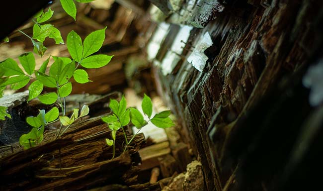 V&agrave;o cuối những năm 1980, trại trẻ mồ c&ocirc;i bị đ&oacute;ng cửa, trang vi&ecirc;n được b&aacute;n cho một c&ocirc;ng ty để sử dụng l&agrave;m nơi ở nhưng v&igrave; một số l&yacute; do n&agrave;o đ&oacute;, kh&ocirc;ng ai muốn ở nữa.
