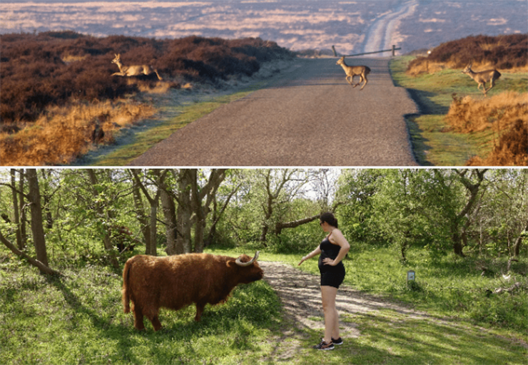 Đạp xe trong C&ocirc;ng vi&ecirc;n Hoge Veluwe: Trong c&ocirc;ng vi&ecirc;n n&agrave;y,&nbsp;những ch&uacute; tr&acirc;u ho&agrave;n to&agrave;n tự do dạo chơi. Bạn sẽ đạp xe giữa đ&agrave;n tr&acirc;u v&agrave; c&oacute; thể l&agrave;m quen với ch&uacute;ng.
