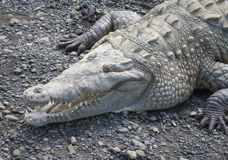 12. Nhờ số lượng lớn những lo&agrave;i b&ograve; s&aacute;t n&agrave;y, c&acirc;y cầu c&aacute; sấu l&agrave; một điểm dừng ch&acirc;n hấp dẫn ở Costa Rica.&nbsp;Du kh&aacute;ch rất phấn kh&iacute;ch khi nh&igrave;n thấy c&aacute; sấu trong tự nhi&ecirc;n ở cự ly gần.
