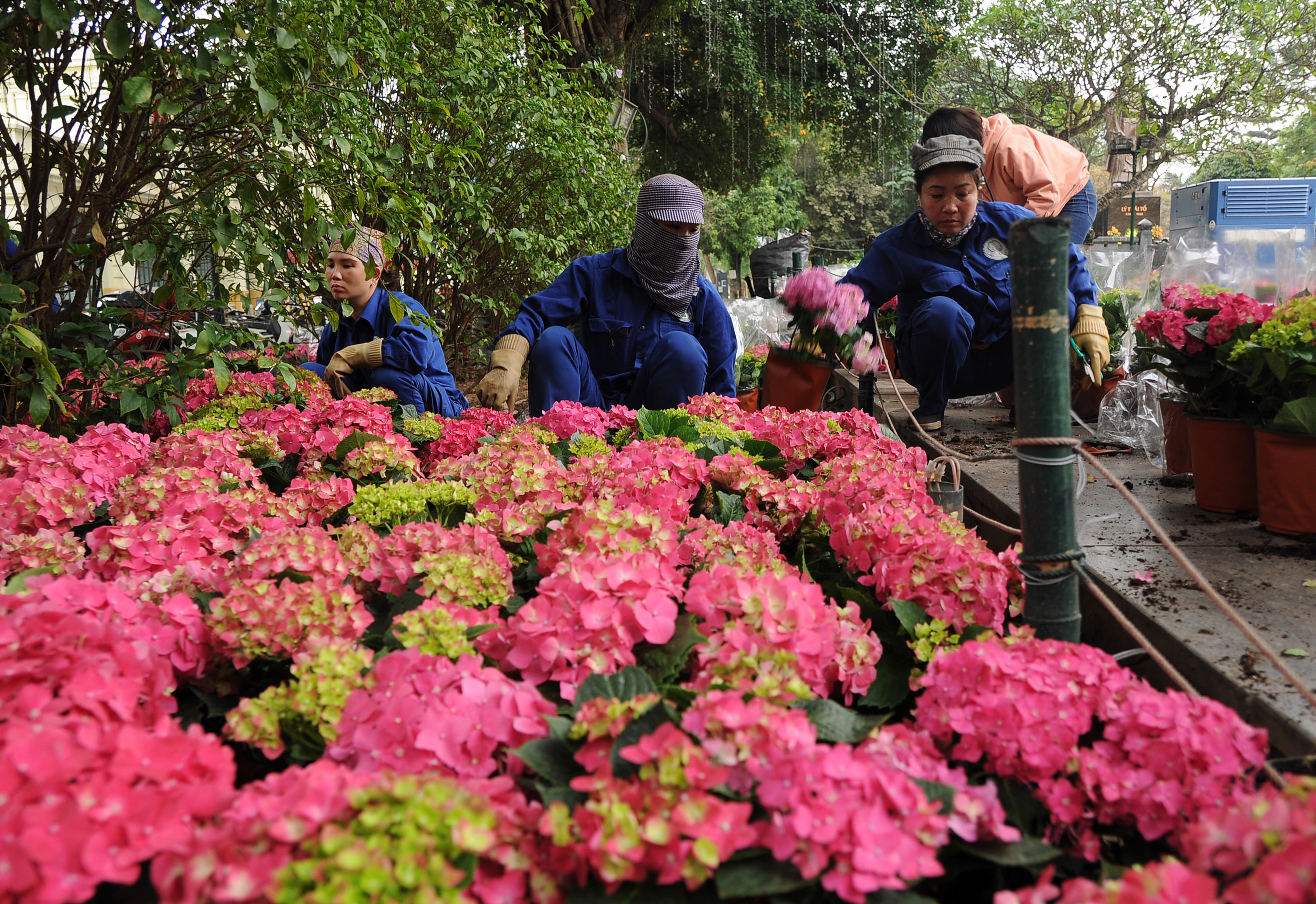 C&ocirc;ng nh&acirc;n trang tr&iacute; vườn hoa L&yacute; Th&aacute;i Tổ bằng những chậu cẩm t&uacute; cầu đầy m&agrave;u sắc