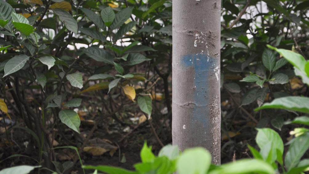 Th&acirc;n c&acirc;y n&agrave;o cũng được đ&aacute;nh dấu thứ tự