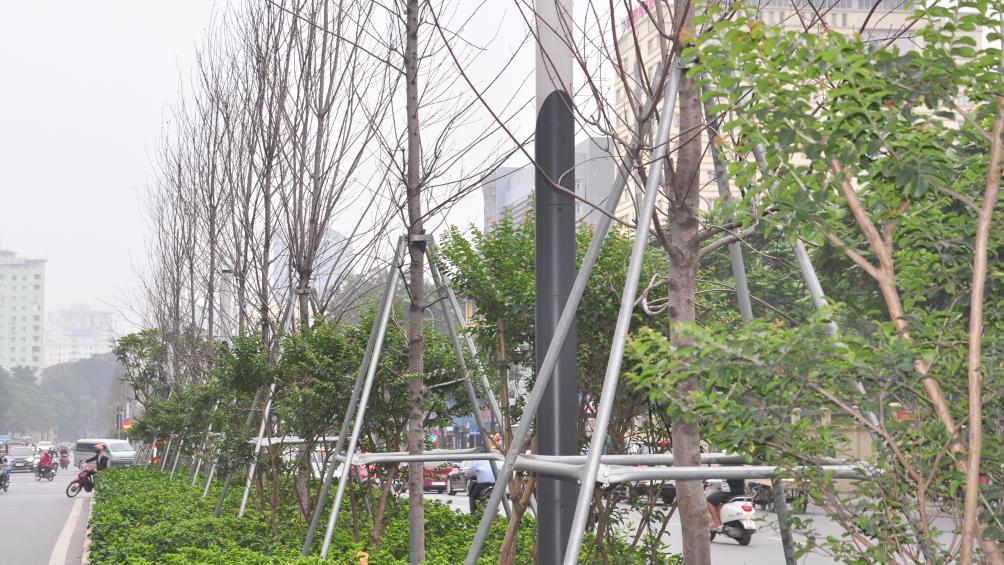 Sau khoảng hơn 1 năm, đến nay đ&atilde; qua m&ugrave;a xu&acirc;n, nhưng nhiều c&acirc;y phong tr&ecirc;n phố Trần Duy Hưng vẫn trơ trụi