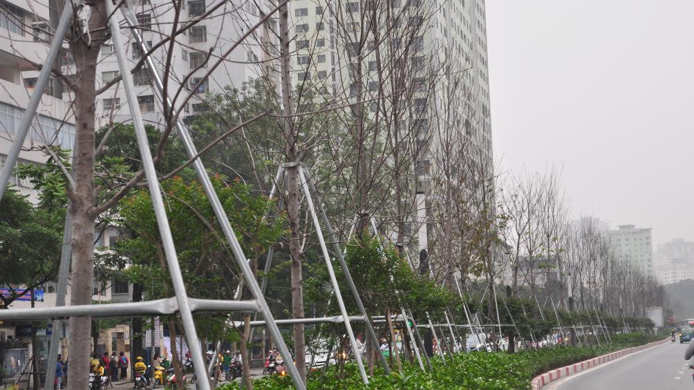 Nhiều loại c&acirc;y kh&aacute;c đ&atilde; nảy chồi xanh tốt