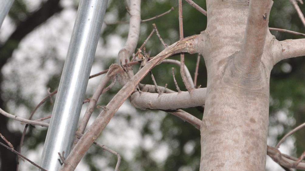 Một số c&agrave;nh c&acirc;y vẫn kh&ocirc; h&eacute;o giữa thời điểm tiết trời kh&aacute; thuận lợi, mưa nhiều, m&aacute;t mẻ