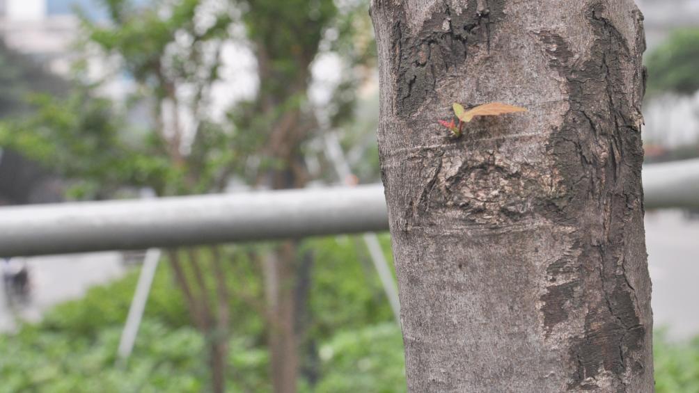 Một c&aacute;nh l&aacute; nhỏ chẳng l&agrave;m n&ecirc;n m&ugrave;a xu&acirc;n.