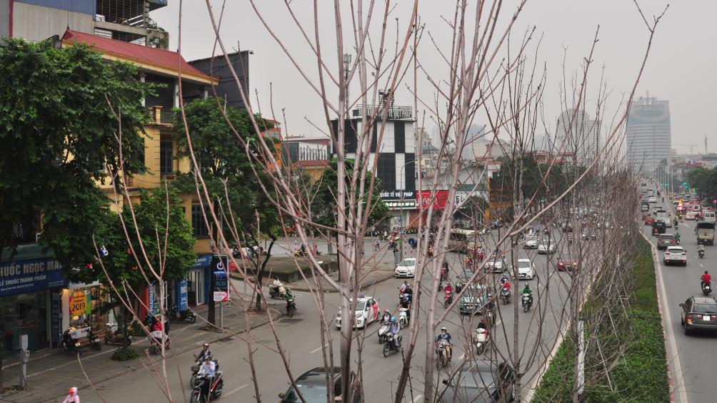 Hiện nay, thời tiết HN đang kh&aacute; m&aacute;t mẻ, mưa nhiều nhưng l&aacute; phong ph&aacute;t triển qu&aacute; &iacute;t, lẻ tẻ