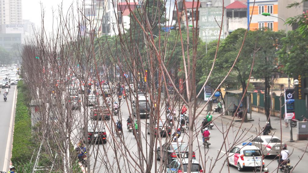 Nếu loại c&acirc;y được cho l&agrave; rất đẹp n&agrave;y kh&ocirc;ng thể th&iacute;ch nghi, rất c&oacute; thể H&agrave; Nội sẽ phải thay thế bằng loại c&acirc;y kh&aacute;c ph&ugrave; hợp hơn trong thời gian tới.