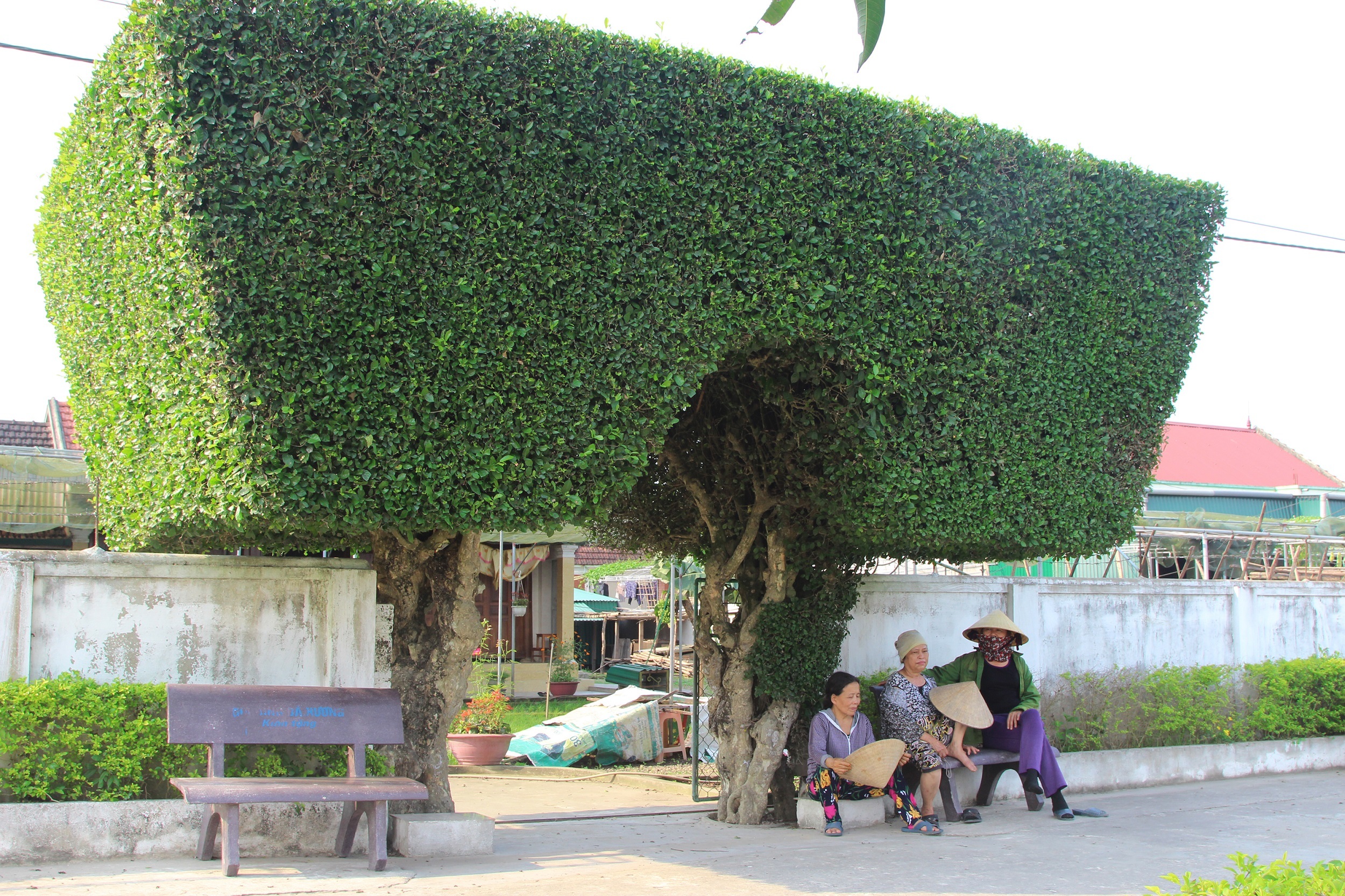 &Ocirc;ng Mai Xu&acirc;n Tam (74 tuổi) chủ cổng nh&agrave; n&oacute;i tr&ecirc;n cho biết: Cả x&oacute;m Ch&acirc;u Nội đ&atilde; c&oacute; 7 cổng nh&agrave; được l&agrave;m từ c&acirc;y xanh. Ri&ecirc;ng cổng nh&agrave; &ocirc;ng đ&atilde; c&oacute; lịch sử 130 năm tuổi v&agrave; đ&atilde; trải qua 5 thế hệ