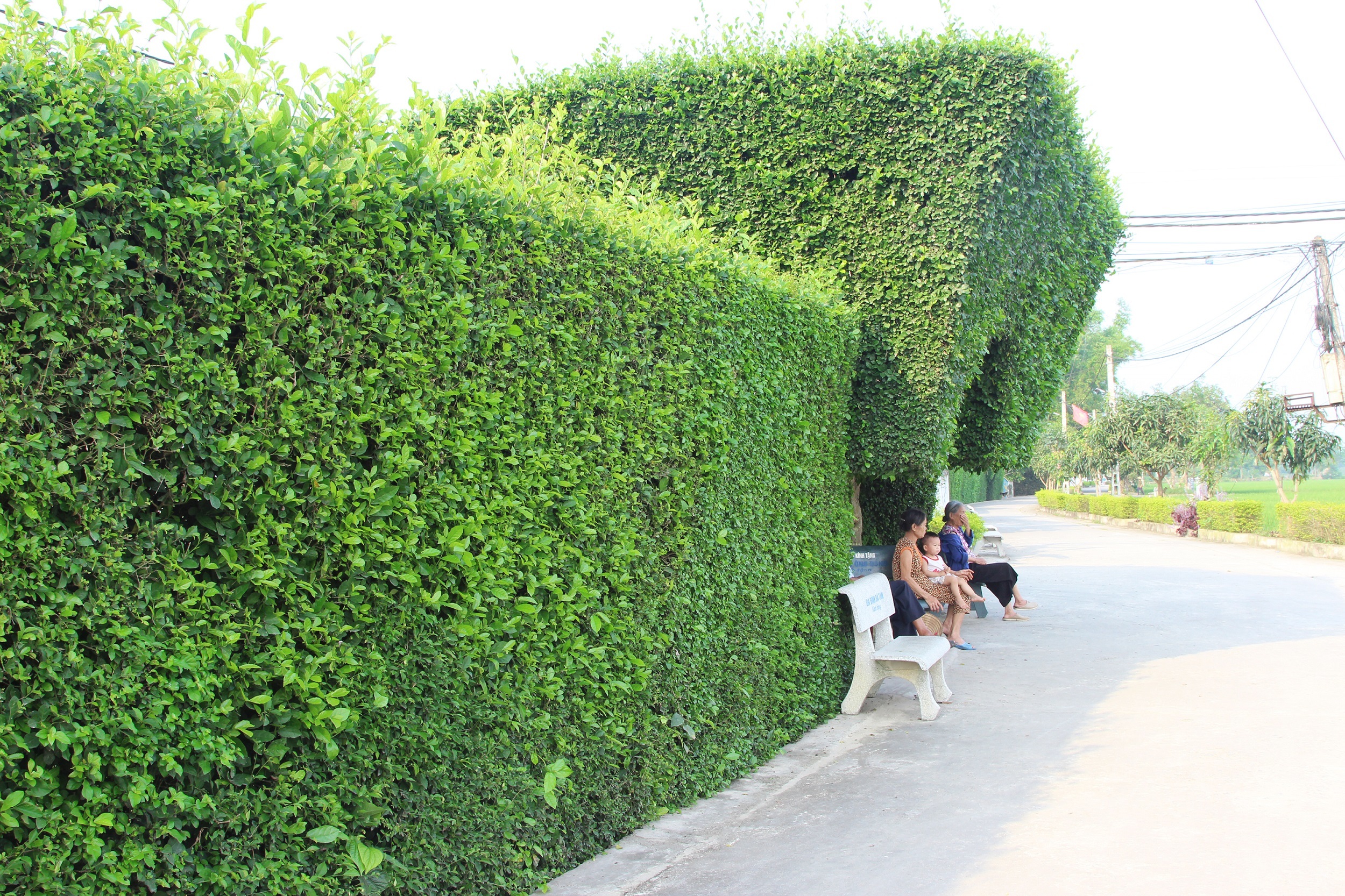 Khi c&aacute;c c&acirc;y xanh đ&atilde; th&agrave;nh khu&ocirc;n, th&agrave;nh h&igrave;nh th&igrave; việc cắt tỉa  &iacute;t hơn. &Ocirc;ng Phan Mai (81, chủ cổng nh&agrave; n&agrave;y) cho biết trung b&igrave;nh 1 năm phải cắt tỉa 4 - 5 lần. Mỗi lần phải mất 2 - 3 ng&agrave;y