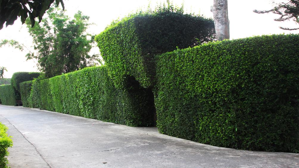 Để c&oacute; được những cổng l&agrave;ng "độc" v&agrave; "lạ" như thế n&agrave;y, người d&acirc;n nơi đ&acirc;y phải uốn từ khi c&acirc;y c&ograve;n nhỏ rồi thường xuy&ecirc;n cắt, tỉa tỉ mỉ