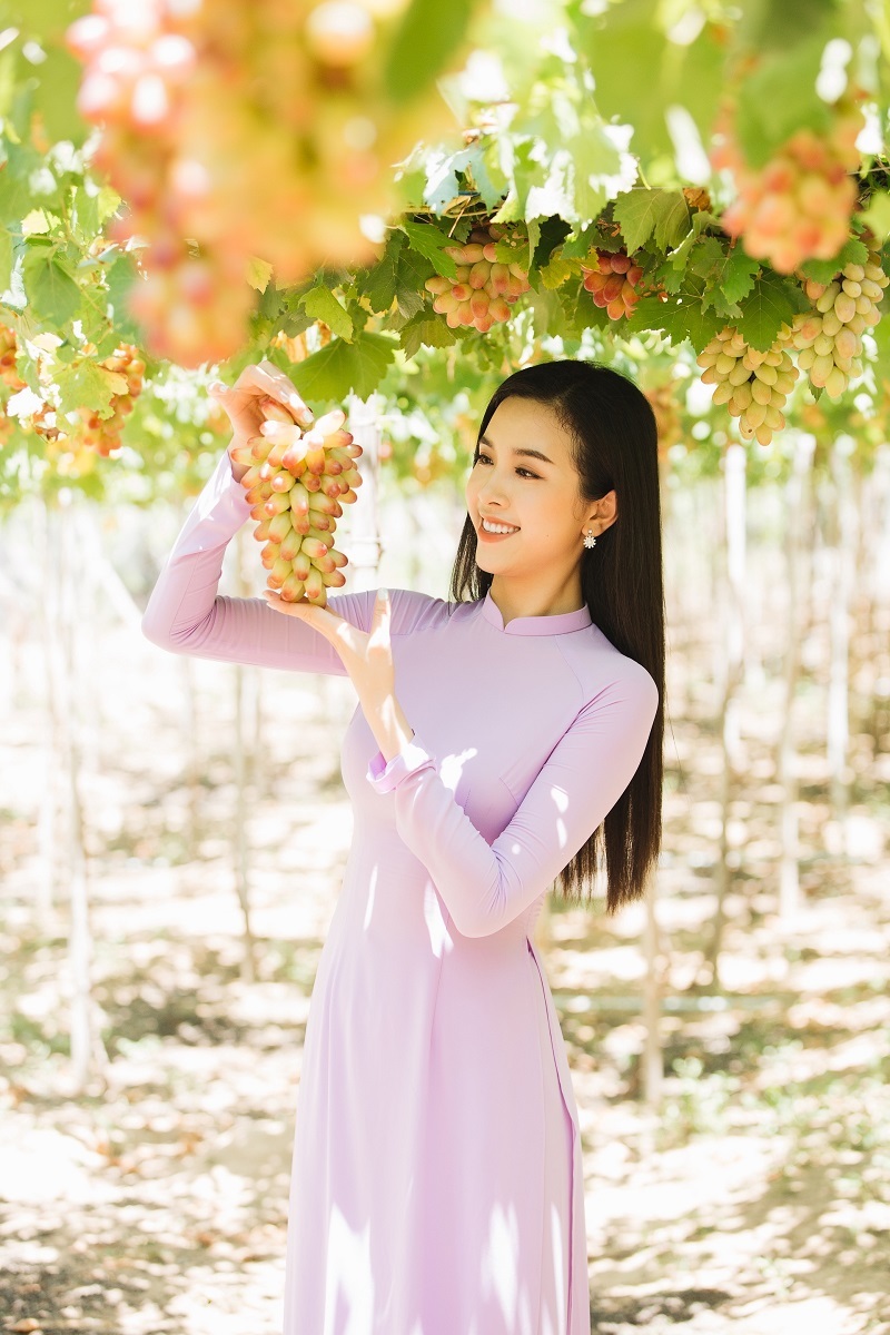 Ninh Thuận được mệnh danh là thủ phủ của nho, những vườn nho xanh mướt nằm dọc biển ở đây đã trở thành thương hiệu rất riêng của vùng đất đầy nắng và gió. Bởi thế, ba nàng hậu cũng có dịp tới thăm nơi này.